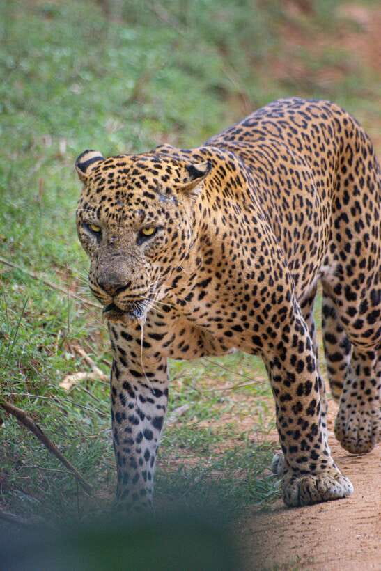 Kumana National Park : Morning or Afternoon Safari Tour - From Arugam Bay, Pottuvil, or Panama to the park