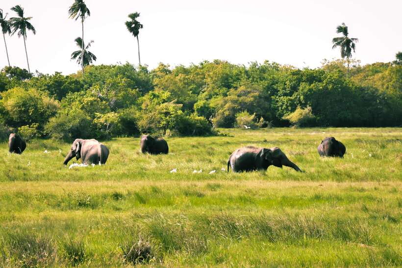 Kumana National Park : Private Half-Day Jeep Safari - Key points to know before booking