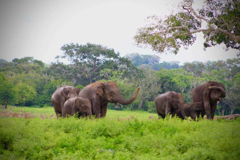 Kumana National Park : Private Half-Day Jeep Safari - Practical ways to improve your day