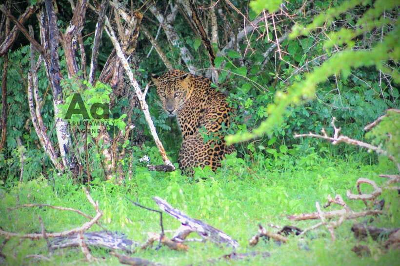 Kumana National Park : Private Half-Day Jeep Safari - Why Kumana is worth leaving Arugam Bay for