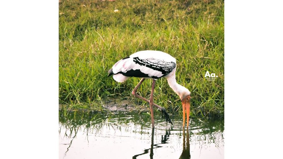 Kumana National Park : Private Half-Day Jeep Safari - Morning safari or afternoon safari?