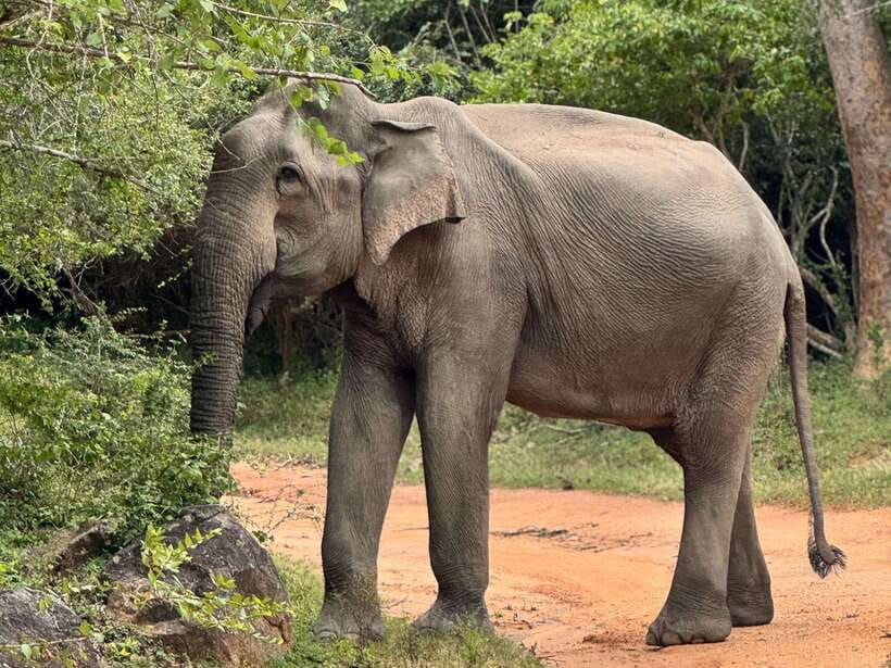 Kumana National Park : Private Half-Day Jeep Safari - What the $87 price really includes