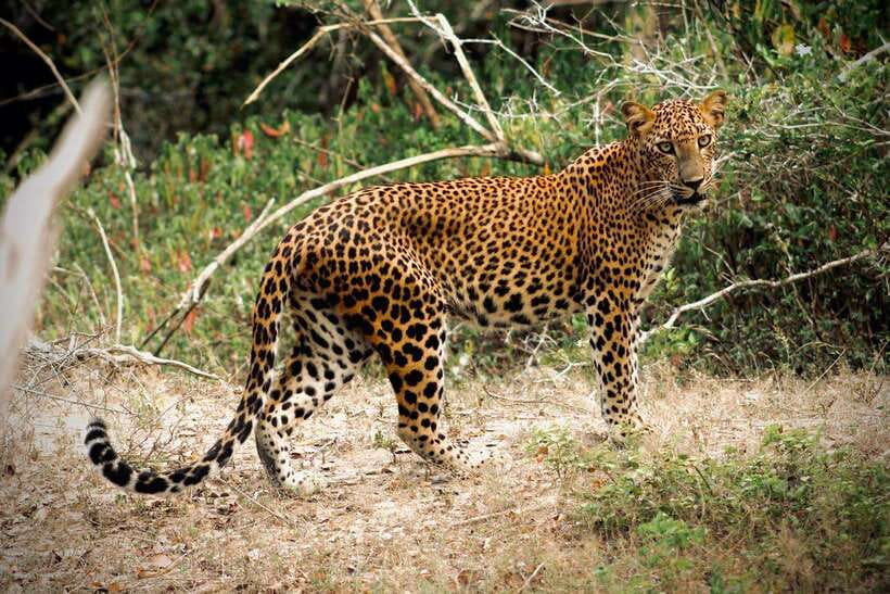 Kumana National Park : Private Half-Day Jeep Safari - The 5:00 AM start and the road to the park