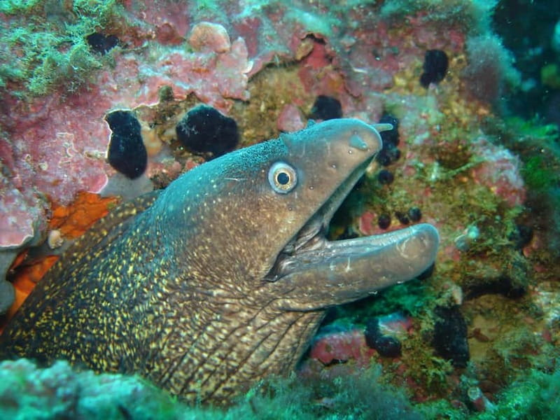 L'Escala: Introductory diving in the Montgri Nature Reserve - Learning the equipment before leaving shore