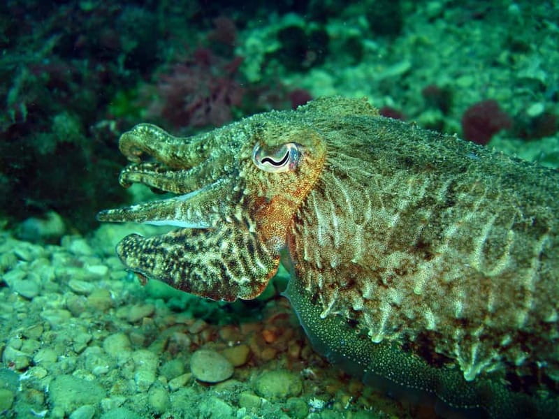 L'Escala: Introductory diving in the Montgri Nature Reserve - Your first 20 minutes below the surface
