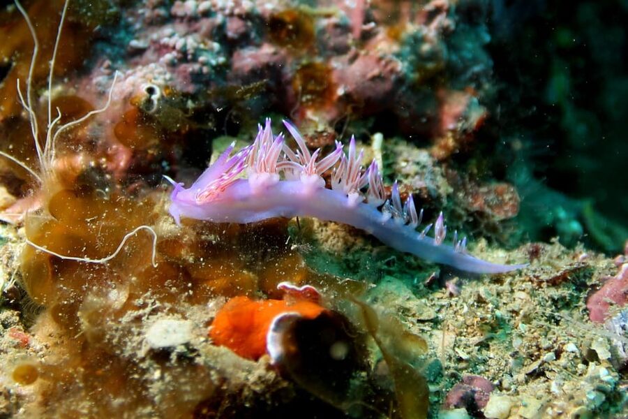 L'Escala: Introductory diving in the Montgri Nature Reserve - What the three-hour schedule really means