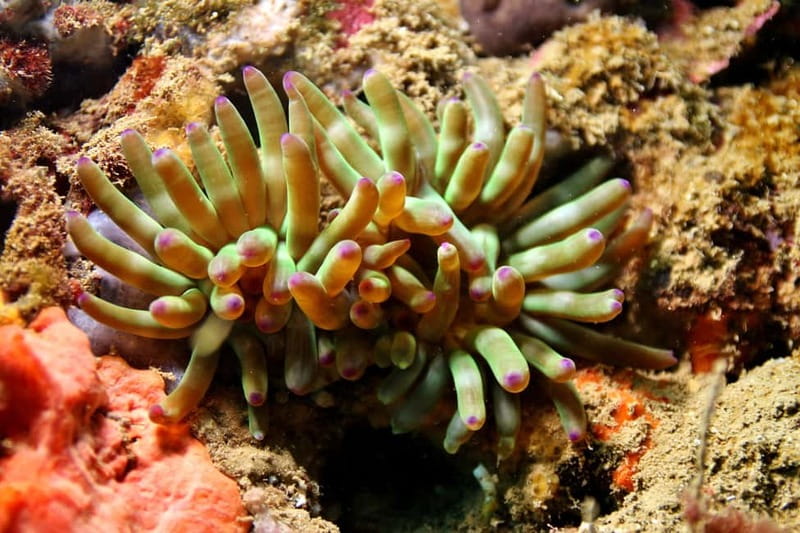 L'Escala: Introductory diving in the Montgri Nature Reserve - Should you book this first underwater session?