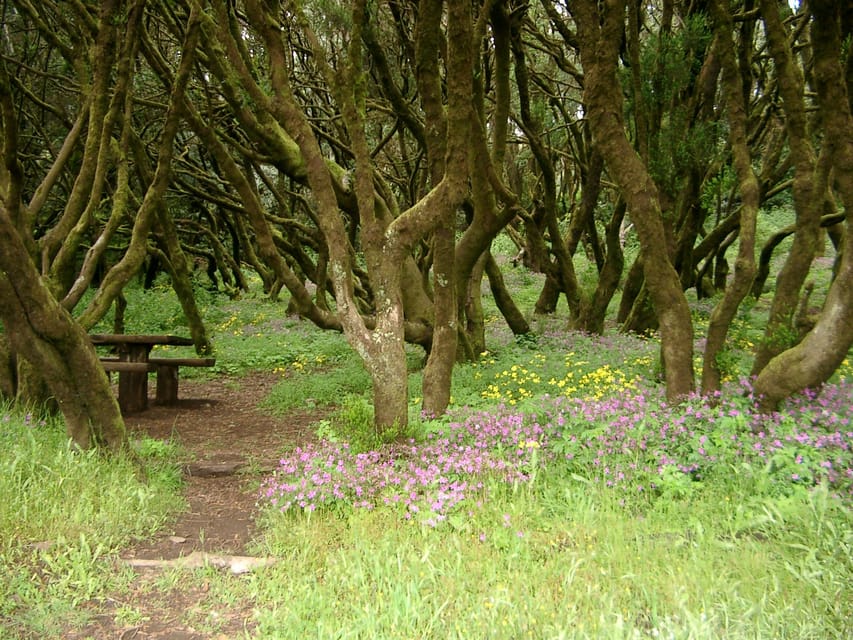 La Gomera: The Rain Forest (national park) - From Valley Gran Rey to La Gomera’s high country