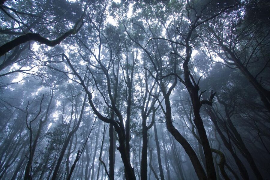 La Gomera: The Rain Forest (national park) - Should you book this Garajonay hike?