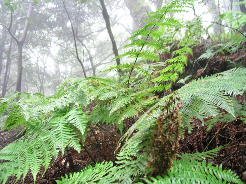 La Gomera: The Rain Forest (national park) - Entering Garajonay’s ancient forest
