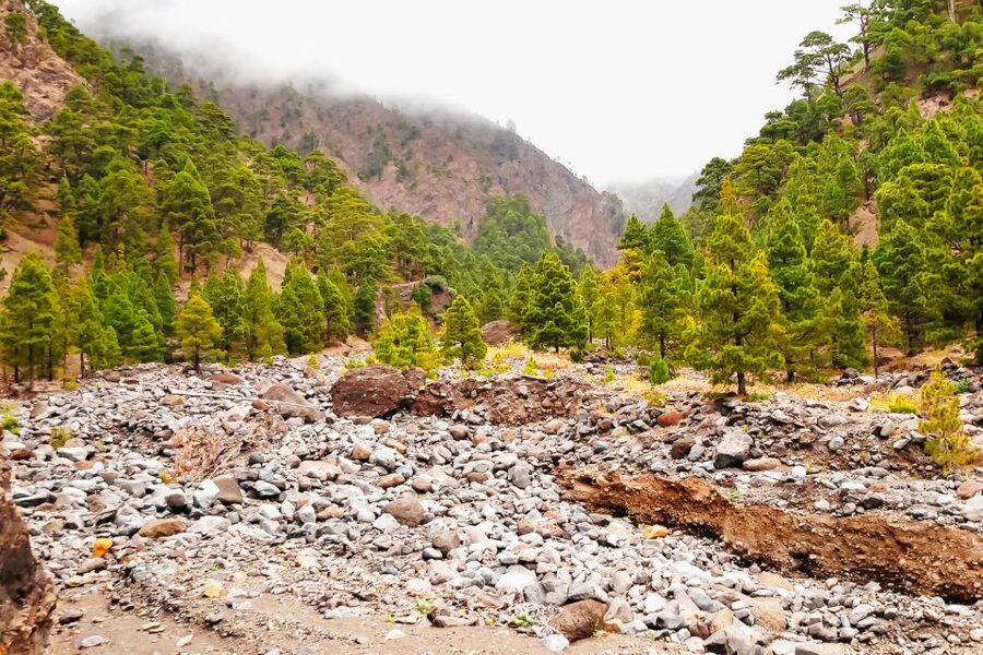 La Palma: Caldera de Taburiente National Park Guided Hike - Why Caldera de Taburiente makes a good walking day