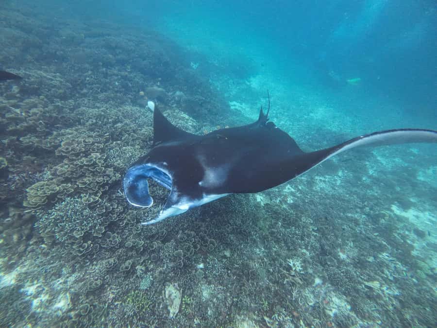 Labuan Bajo: One Day Tour to Explore Komodo National Park - Pink Beach: swim, snorkel, and bring cash