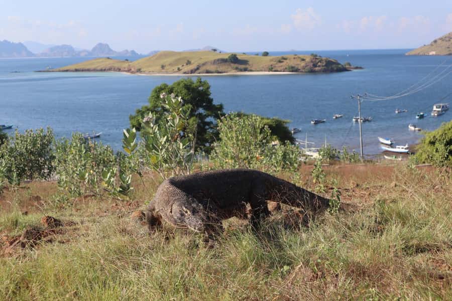 Labuan Bajo: One Day Tour to Explore Komodo National Park - Komodo Island: meeting the dragons safely