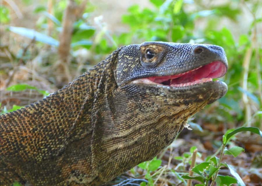 Labuan Bajo: One Day Tour to Explore Komodo National Park - Snorkeling in the Coral Triangle
