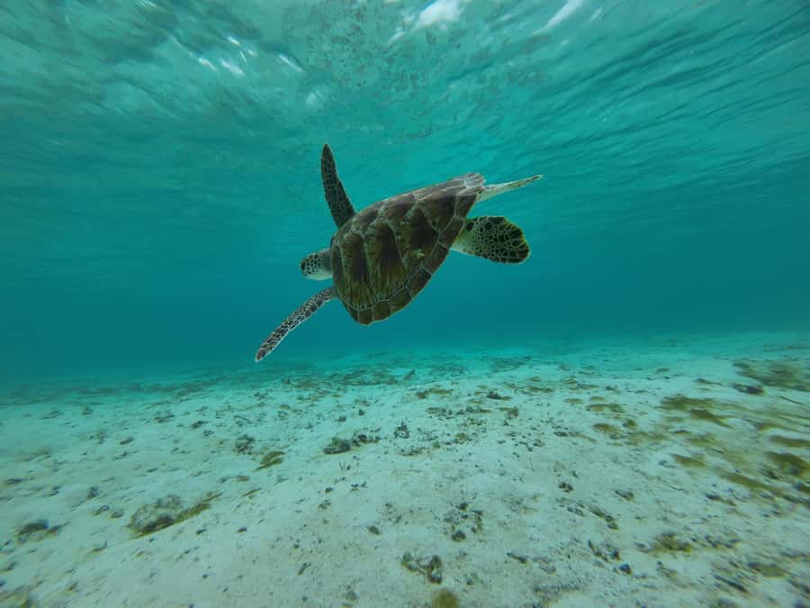 Labuan Bajo: One Day Tour to Explore Komodo National Park - The best fit for this $99 experience