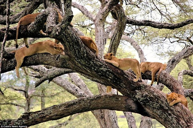 Lake Manyara National Park Full-Day Tour from Arusha - Why Lake Manyara makes a good one-day safari
