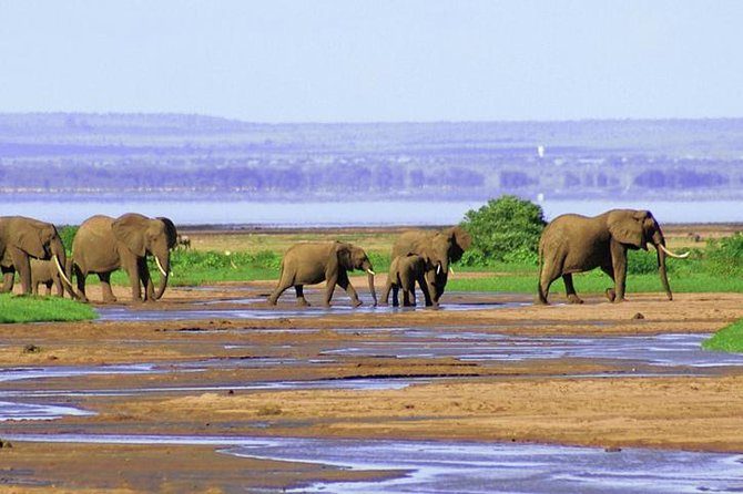 Lake Manyara National Park Full-Day Tour from Arusha - Giraffes, buffaloes, elephants, and the lake