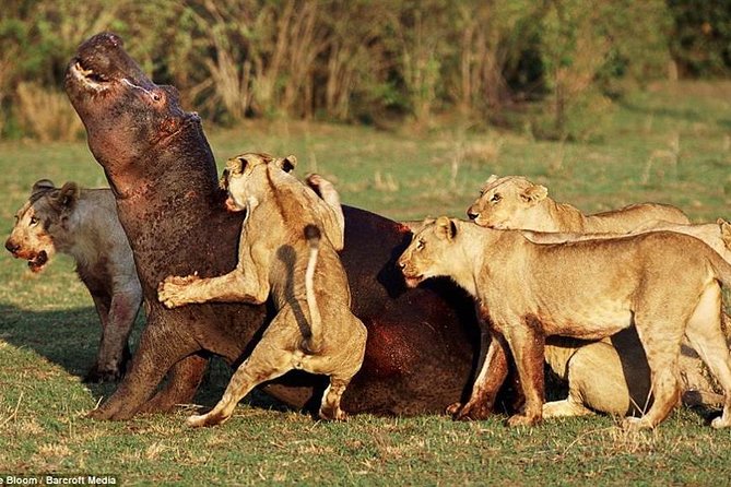 Lake Manyara National Park Full-Day Tour from Arusha - Bike and boat options for a different view