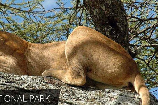 Lake Manyara National Park Full-Day Tour from Arusha - Food, water, wine, and dietary requests
