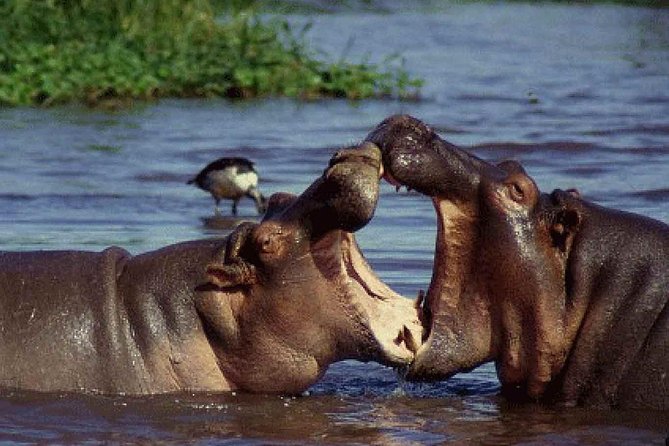 Lake Manyara National Park Full-Day Tour from Arusha - What the $240 price really buys