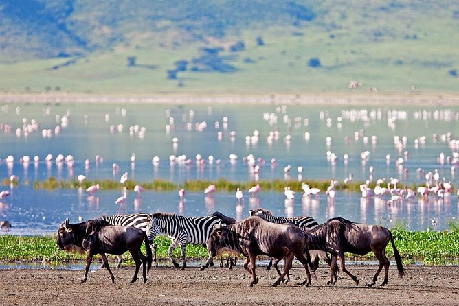 Lake Manyara National Park Full-Day Tour from Arusha - Leaving Arusha at 7:00 am