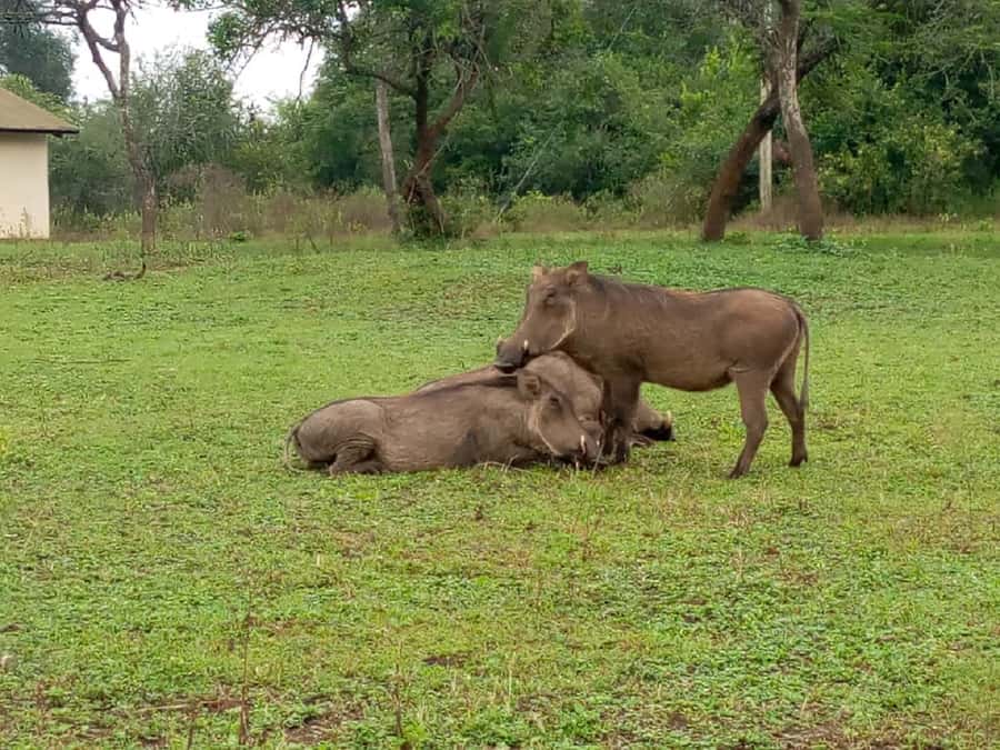 Lake Mburo National Park with Equator, Game Drive & Cruise - Two hours on Lake Mburo