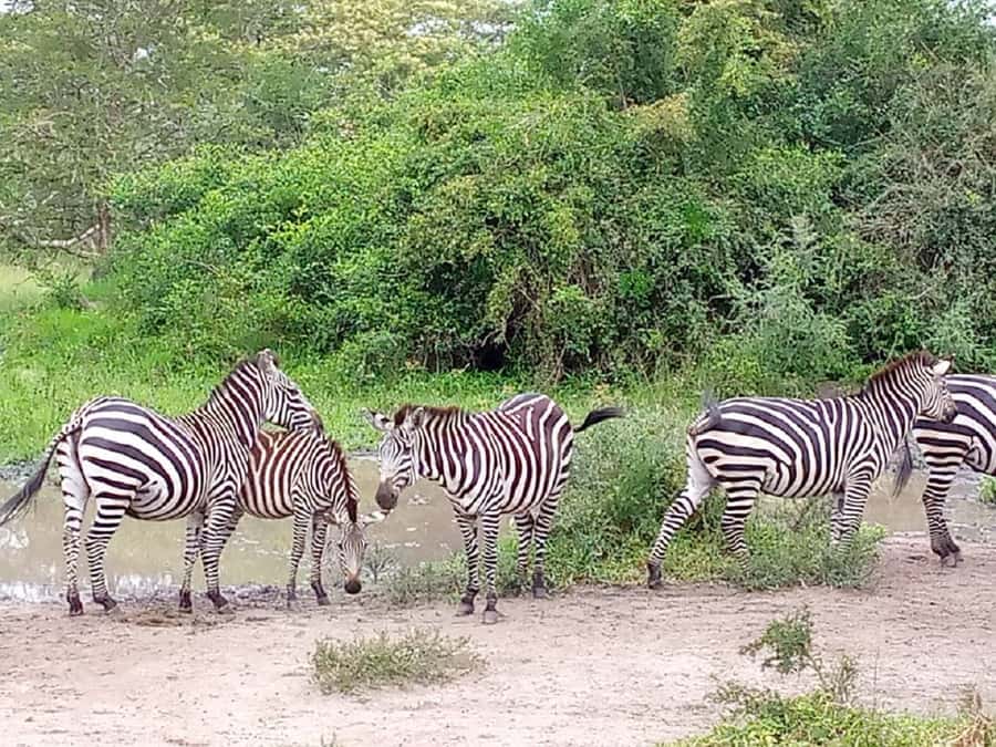 Lake Mburo National Park with Equator, Game Drive & Cruise - The guide can make or break the day