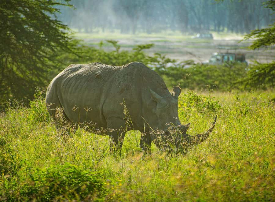 Lake Nakuru National Park: Daytrip in a 4X4 Private Jeep - Key points to know before booking