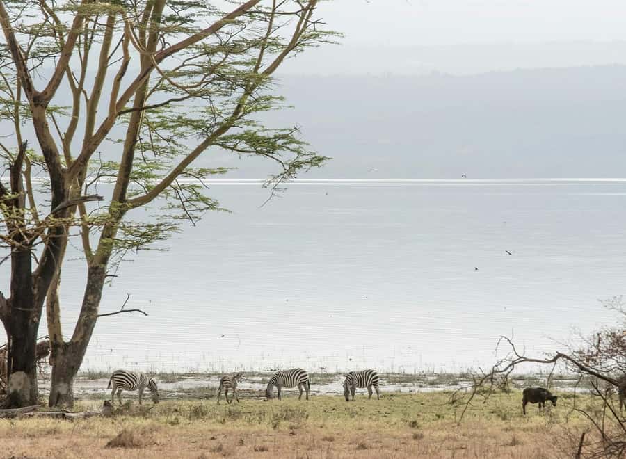 Lake Nakuru National Park: Daytrip in a 4X4 Private Jeep - Entering Lake Nakuru at the water’s edge