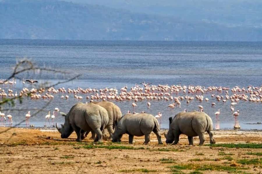 Lakes Nakuru& Naivasha National Park Wildlife Highlights - Why this day trip works from Nairobi