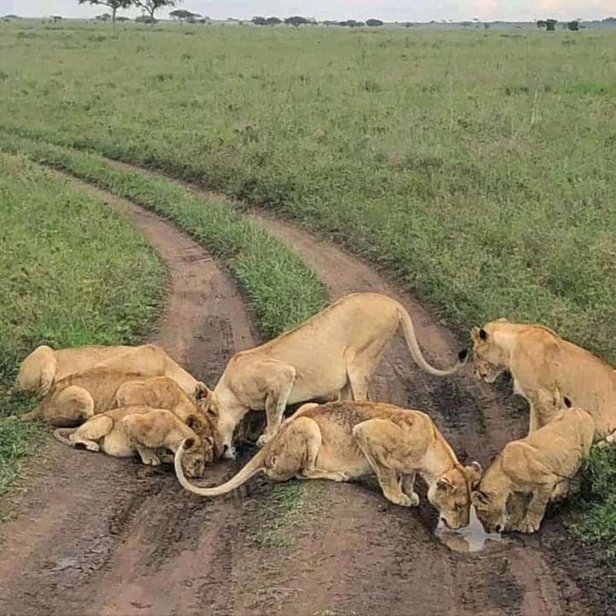 Lakes Nakuru& Naivasha National Park Wildlife Highlights - Lunch and the planned second park drive