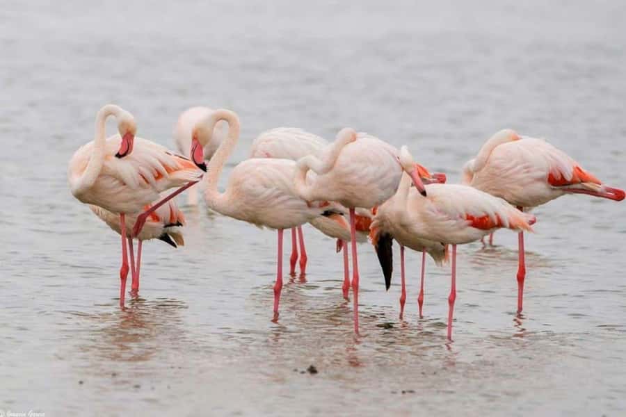Lakes Nakuru& Naivasha National Park Wildlife Highlights - The one-hour Lake Naivasha boat ride