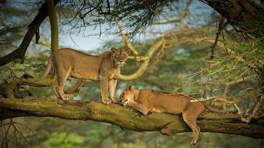 Lakes Nakuru& Naivasha National Park Wildlife Highlights - Guides, vehicles, and the details that matter