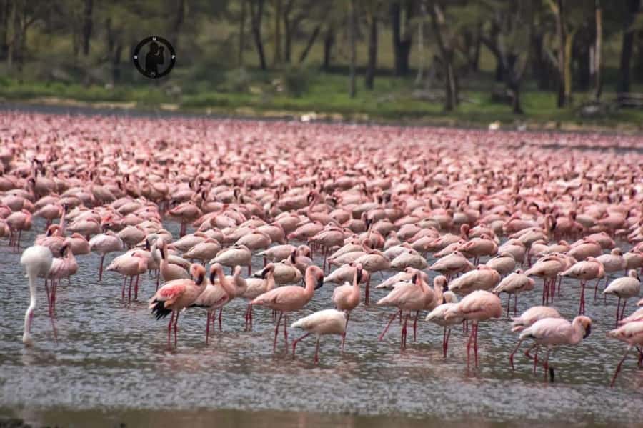 Lakes Nakuru& Naivasha National Park Wildlife Highlights - Who should book this Nakuru and Naivasha day?