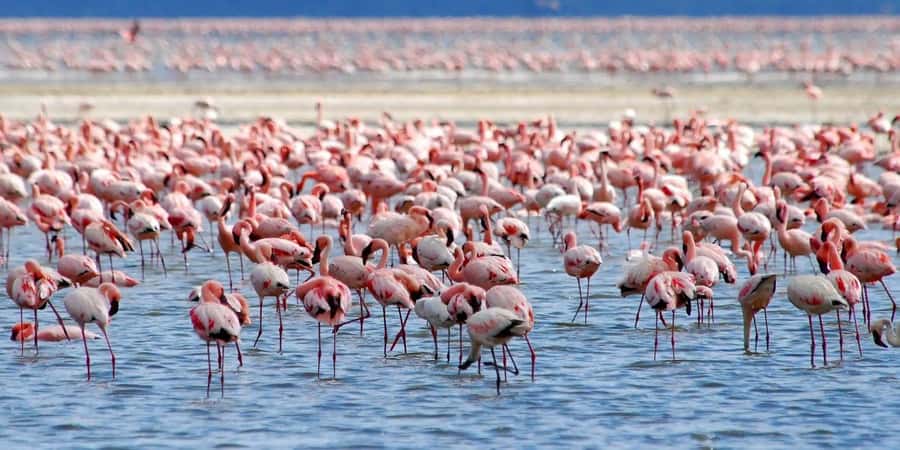Lakes Nakuru& Naivasha National Park Wildlife Highlights - The morning drive through the Rift Valley