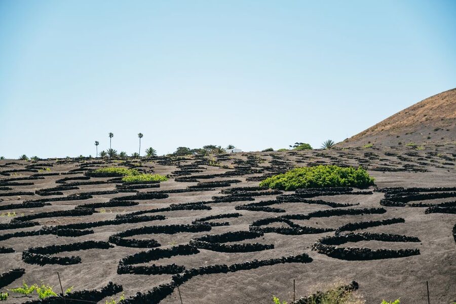 Lanzarote: Timanfaya National Park & La Geria Tour - Hilario’s Plateau: heat beneath your feet