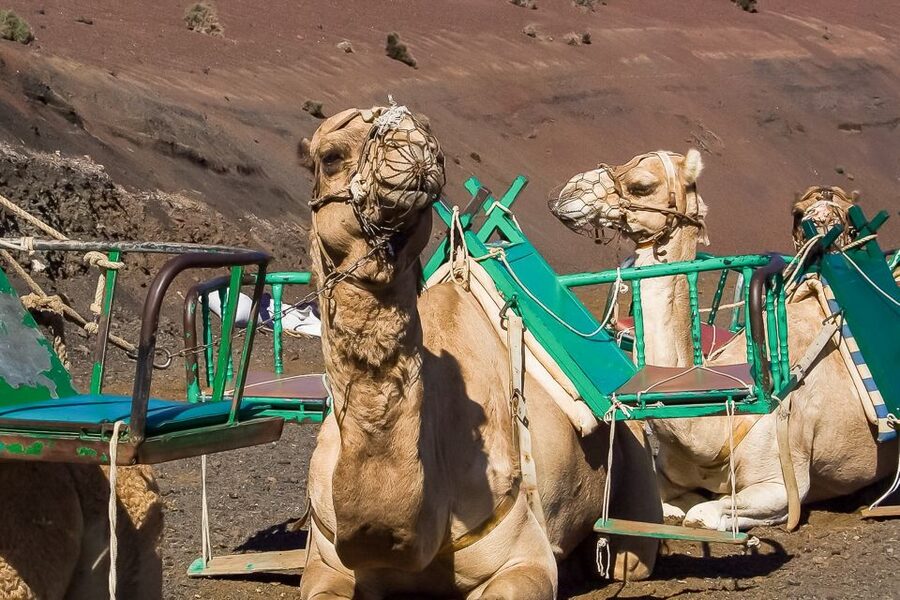 Lanzarote: Timanfaya National Park Volcanic Craters Tour - Why Timanfaya feels like another planet