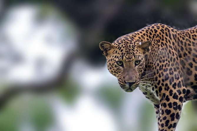 Leopard Safari Tour in Yala National Park - Why Yala’s first two hours matter