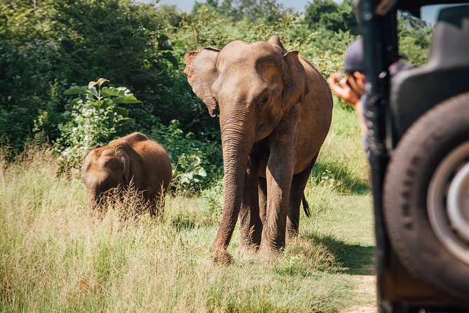 Leopard Safari Tour in Yala National Park - The big three and the smaller finds