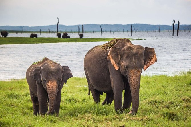 Leopard Safari Tour in Yala National Park - A bumpy ride with real trade-offs