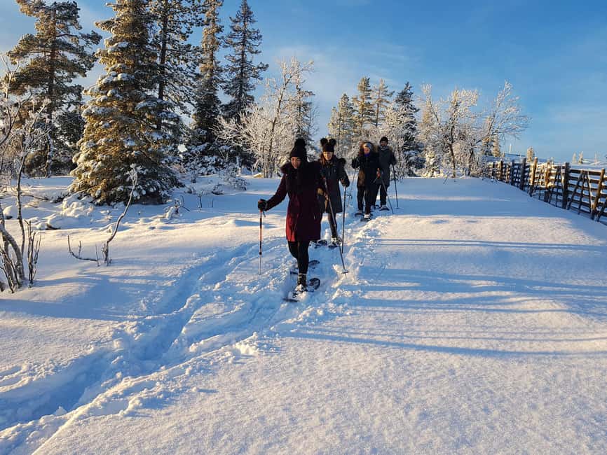 Levi: Gentle Snowshoe Walk in Winter Wilderness - A quiet introduction to snowshoeing in Levi