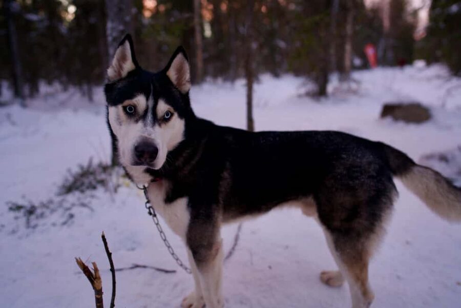 Levi: Winter Wilderness Husky & Reindeer Safari Combo Tour - Key points to know before booking