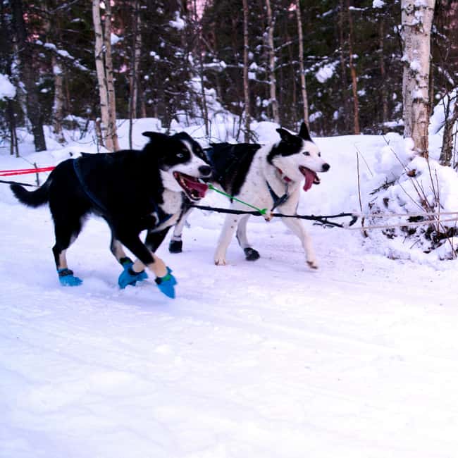 Levi: Winter Wilderness Husky & Reindeer Safari Combo Tour - What the $175 price includes