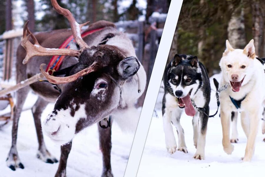 Levi: Winter Wilderness Husky & Reindeer Safari Combo Tour - The snowmobile sleigh connects two very different worlds