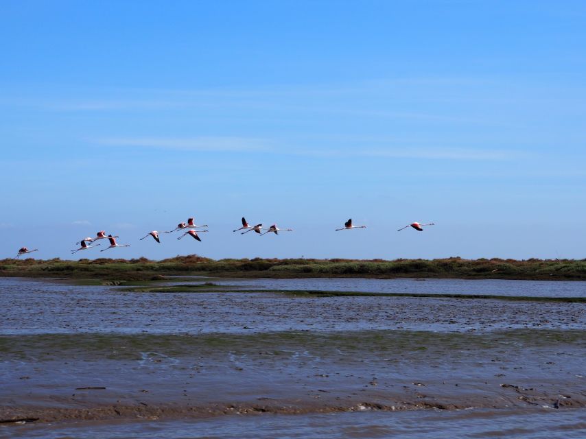 Lisbon: Tagus Estuary Nature Reserve Birdwatching Boat Tour - Key points to know before booking