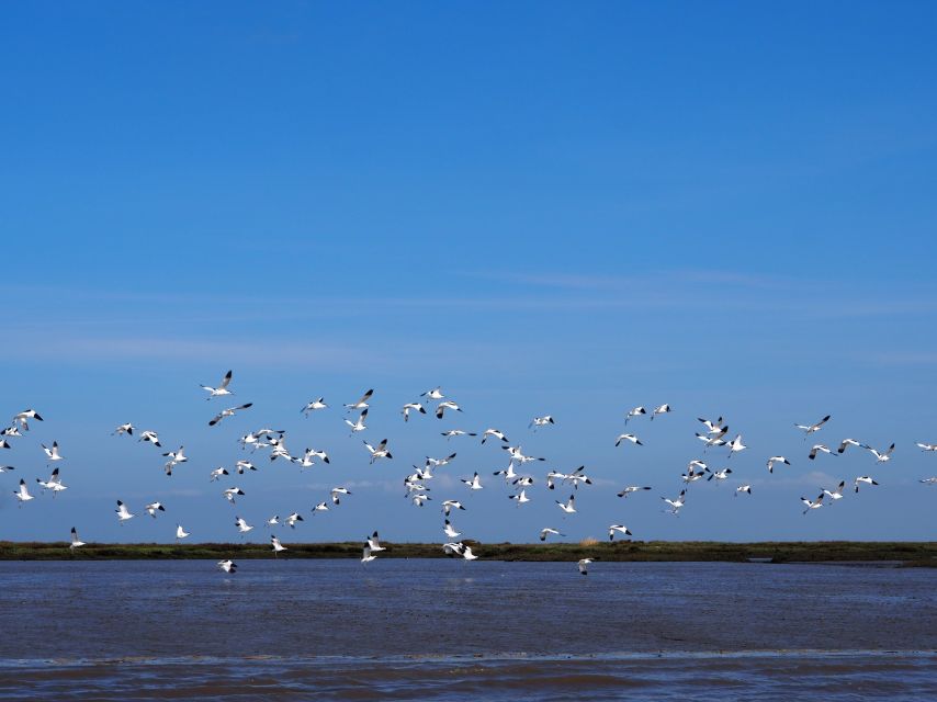 Lisbon: Tagus Estuary Nature Reserve Birdwatching Boat Tour - Tides, seasons, and the luck factor