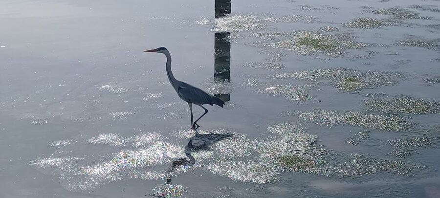 Lisbon: Tagus Estuary Nature Reserve Birdwatching Boat Tour - Practical packing advice for three hours on the Tagus