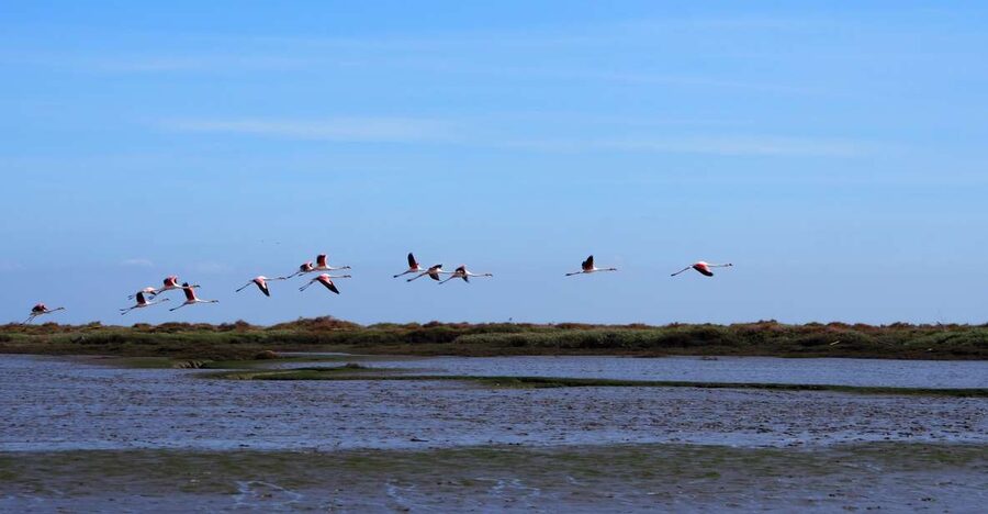 Lisbon: Tagus Estuary Nature Reserve Birdwatching Boat Tour - Meeting Carlos at Parque das Nações