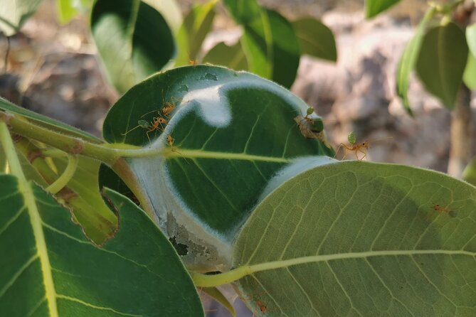 Litchfield National Park Day Tour & Berry Springs, Max 11 Guests - The guides make the difference
