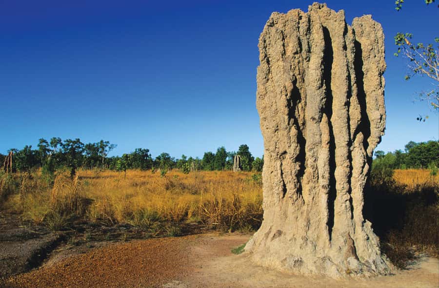 Litchfield National Park: Full-Day & Lunch from Darwin - Why Litchfield makes a strong day trip from Darwin